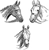The National Side Saddle Show