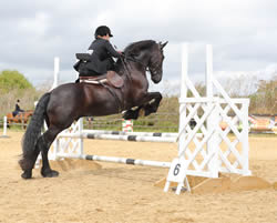 The National Side Saddle Show